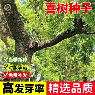 优质喜树种子 绿化苗木 保质保量 当年新采喜树种子 发芽率高