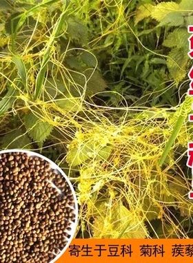 菟丝子种籽大豆寄生无根草黄丝黄鳝藤东北野生中草药金丝藤种子