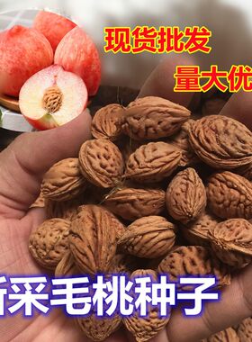 新采毛桃种子毛桃树毛桃核大桃桃子桃核核桃树种子做嫁接果树用