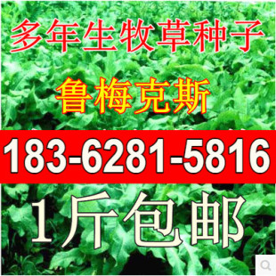多年生牧草种子耐盐碱 鲁梅克斯 牧草种子 猪鸡鸭鹅鱼兔子羊牛