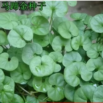 新采马蹄金草种批 发 草坪种子草籽 马蹄筋别名金钱草 铜钱草种子