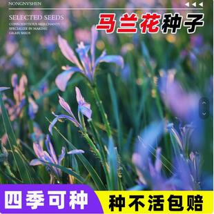 四季播种马兰花种子马蔺花籽多年生宿根花草种子耐旱耐涝耐盐碱