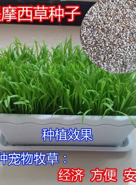 提摩西草种子饲用猫尾草牧草