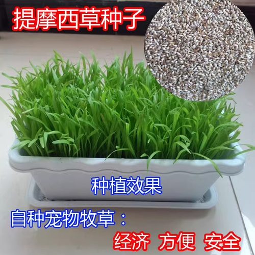 提摩西草种子饲用猫尾草牧草