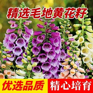 毛地黄种子春秋盆栽花卉花种庭院园林绿化耐旱耐寒四季景观花种子