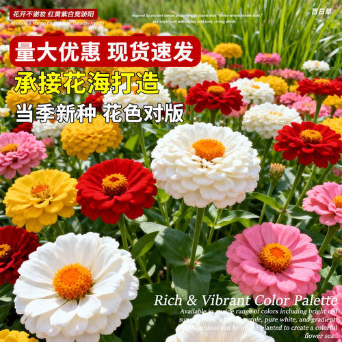 百日草种子花种籽子七彩重瓣百日菊四季播种开花庭院外种见土就活