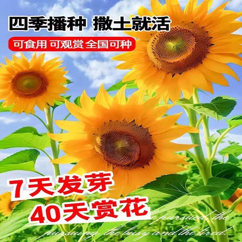 向日葵种孑四季播种观赏矮生花籽