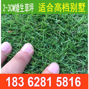 绿化草坪种子庭院别墅四季青狗牙根黑麦草草籽耐寒护坡牧草修剪