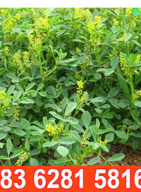 黄花苜蓿草木犀多年生方柱营养高