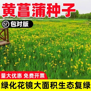 黄菖蒲种子黄花鸢尾孑水生净水植物湿地池塘水草再力花水烛花种籽