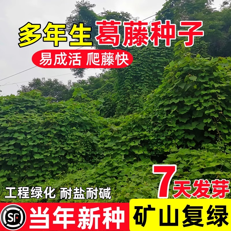 葛藤种子护坡固土灌木四季草坪种籽边坡绿化矿山复绿爬藤植物草籽