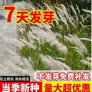 野生白茅草种子茅柴根草籽白毛菅绿化杂草种籽孑苇状羊茅四季播种