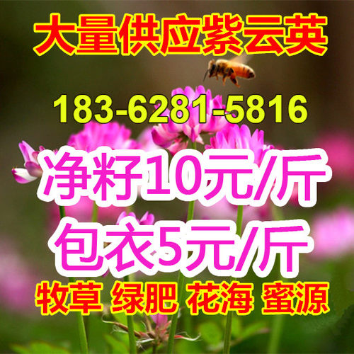 紫云英种子 又名翘摇种子 红花草种子 牧草种子 紫云英草籽 - 封面