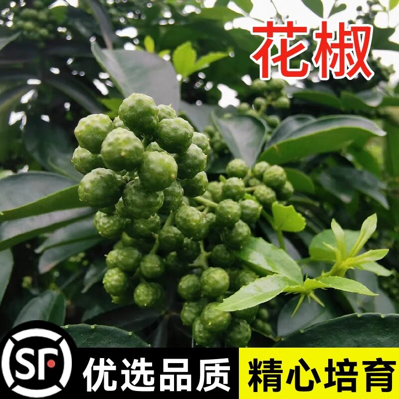 大红袍花椒种子 青花椒种子 九叶花椒树种子包邮带刺篱笆植物图片