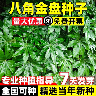 八角金盘种子八金盘种籽八手金刚纂手树常绿庭院园林绿化种植花园