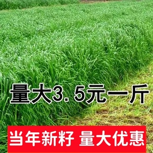 冬牧70黑麦草种子 包邮 耐寒牧草种子 猪牛羊鸡鸭鱼兔通用草种