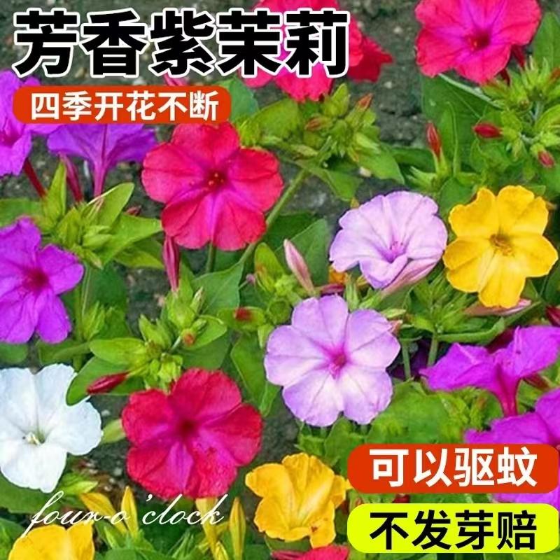 紫茉莉花种籽子地雷花四季播种开花驱蚊胭脂花庭院阳台室内外花卉