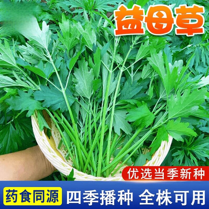 益母草种籽子盆栽可食用中药材图片