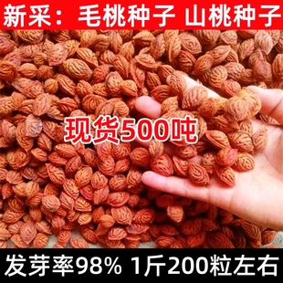 当年新采毛桃树种子野生毛桃核桃树种子嫁接果树用砧木山杏种籽子