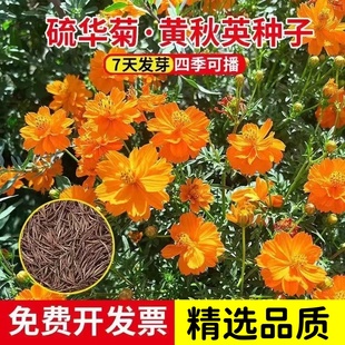 硫华菊花籽冬天室外耐寒花种景观黄秋英庭院阳台盆栽黄波斯菊花卉