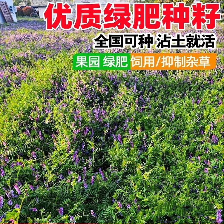 绿肥种籽毛叶苕子种长柔毛野豌豆