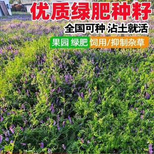 绿肥种籽毛叶苕子种长柔毛野豌豆种子果园光叶紫花苕养蜂蜜源草
