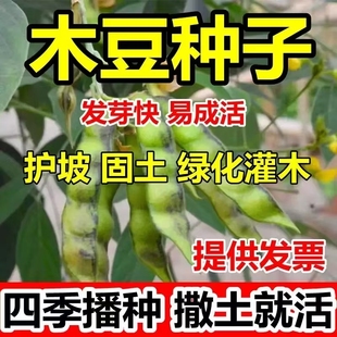 木豆种子豆蓉观音豆树豆柳豆绿化药材护坡灌木种籽多年生绿化固土