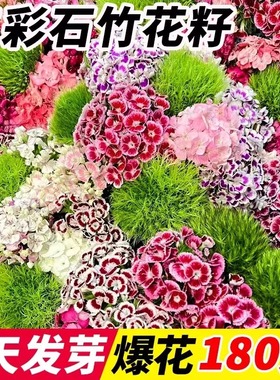 五彩石竹花种籽子美国常夏初吻石竹易种易开花耐寒多年生花籽孑苗