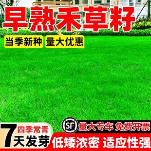 草地早熟禾种子草坪种子 四季青草种庭院绿化草皮草籽 低矮耐践踏
