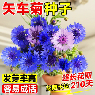 蓝色矢车菊花种子庭院景观花海绿化盆栽种籽四季播种开花混色花孑