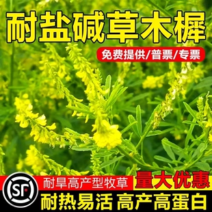 草木犀种子草木樨籽优质牧草种黄花臭苜蓿绿肥耐旱耐寒耐贫瘠蜜源
