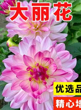 大丽花种子春季花籽多年生室外