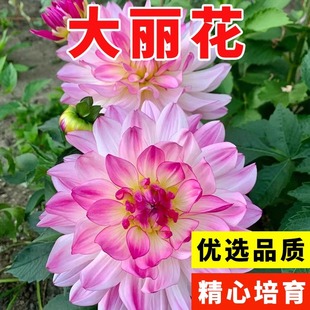 大丽花种子春季花籽多年生室外易活观赏花卉四季种庭院草花种籽子