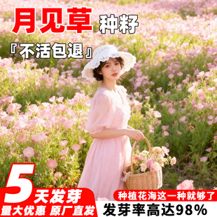 美丽月见草种子四季播种开花卉阳台庭院室外易活盆栽植物花种籽子