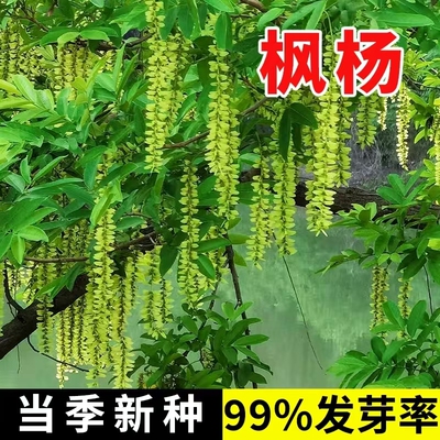 枫杨种子元宝树麻柳蜈蚣柳枫柳