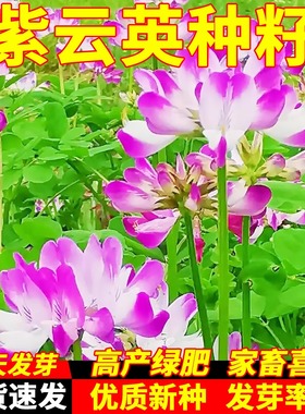 紫云英种子红花草种子食用野菜种籽蜜源固氮果园绿肥牧草种子
