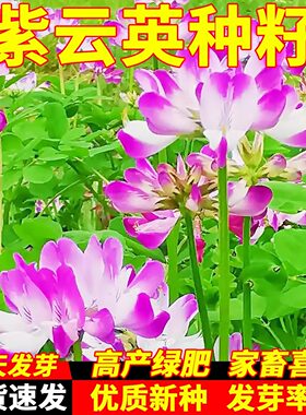 紫云英种子红花草种子食用野菜种籽蜜源固氮果园绿肥牧草种子