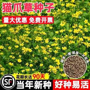 猫爪草野生种种孑中药材正品中药猫爪草新鲜水洗猫抓草夏枯草种