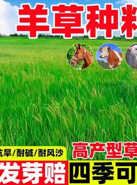 羊草种籽披碱草碱茅草无芒雀麦