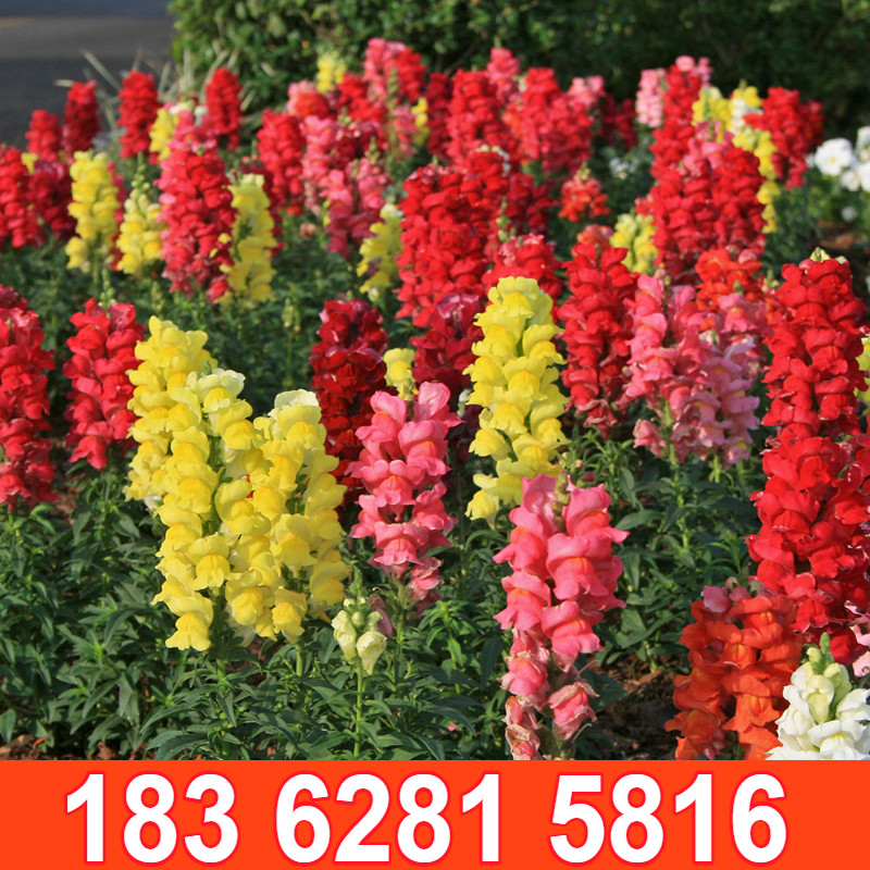 金鱼草易活耐阴植物宿根花卉