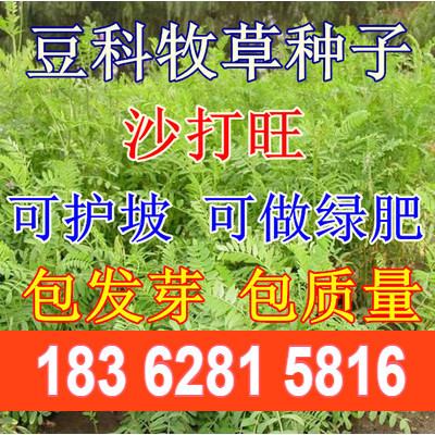 牧草种子豆科优质沙打旺种子