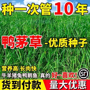 鸭茅草种子耐热耐寒果园草喂牛羊鹅兔鸡鸭多年生黑麦草牧草种子