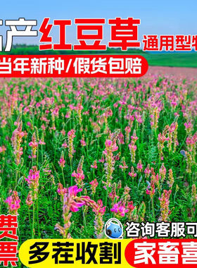 红豆草种子护坡耐寒耐旱耐盐碱