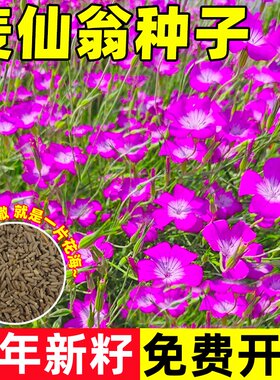 麦仙翁花种籽子四季播种开花室内外景观绿化耐寒庭院盆栽花卉阳台