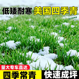 美国矮生四季青草坪种子耐修剪耐践踏护坡固土矿山修复绿化草种籽