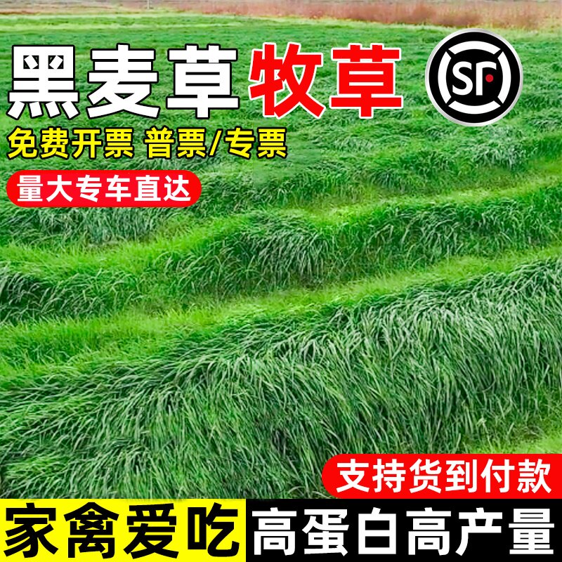 黑麦草种子四季高产多年生牧草种籽高蛋白畜牧养殖家禽喜食草种籽