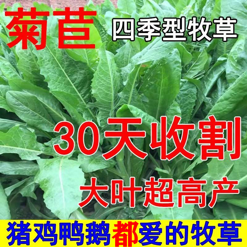 速生菊苣多年生耐寒耐热鸡鸭鹅兔猪鱼青饲料四季牧草养殖种籽