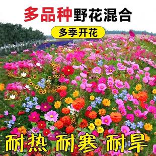 耐寒多年矮生野花组合波斯菊种子四季易种格桑花籽庭院室外百日草