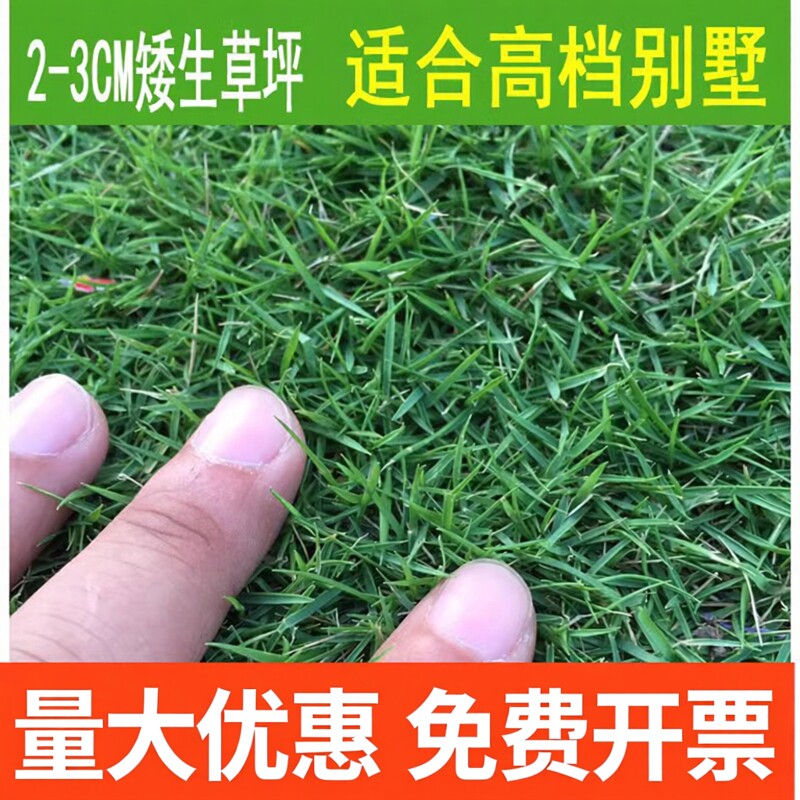 绿化草坪种子庭院别墅四季青狗牙根黑麦草草籽耐寒护坡牧草修剪