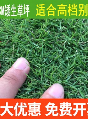 庭院别墅四季青牙根修剪草坪种子